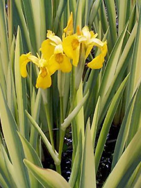 Iris des marais 'Variegata' - Iris pseudacorus - Le Jardin du Pic Vert