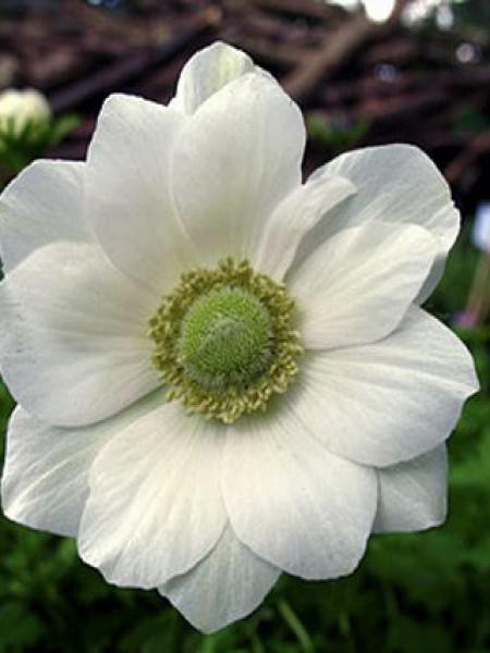 Anémone De Caen Anémone Des Fleuristes The Bride