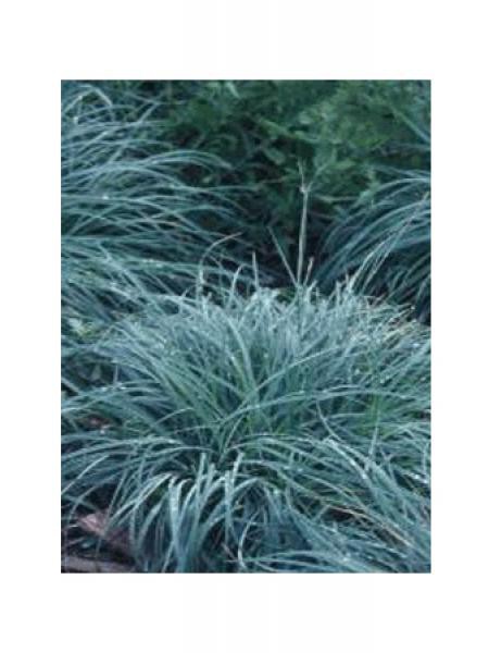 Laîche glauque 'Blue Zinger' Carex flacca Le Jardin du Pic Vert
