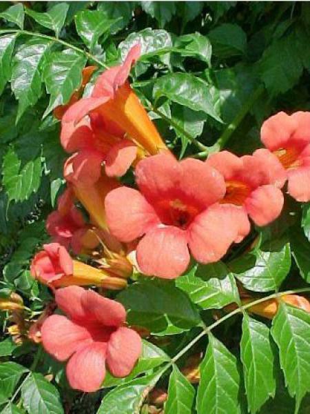 Bignone De Chine Grandes Fleurs Campsis Grandiflora Le Jardin Du bignone-de-chine-grandes-fleurs-campsis-grandiflora-le-jardin-du