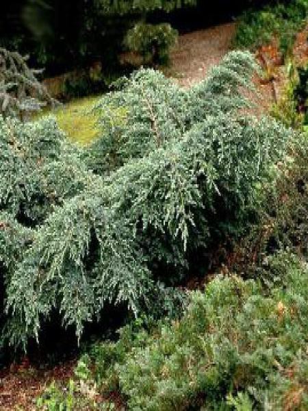 Genevrier Ecailleux Blue Carpet Juniperus Squamata Le Jardin Du Pic Vert