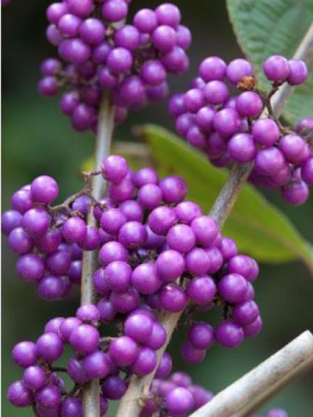 Arbuste Aux Bonbons Profusion Callicarpa Bodinieri Girarldii Le Jardin Du Pic Vert