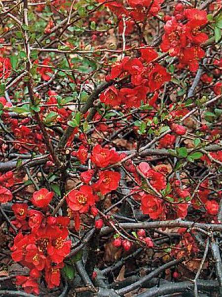 Cognassier Du Japon Crimson And Gold
