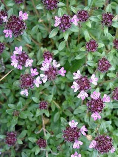 https://www.jardindupicvert.com/14042-large_default/thym-serpolet.jpg