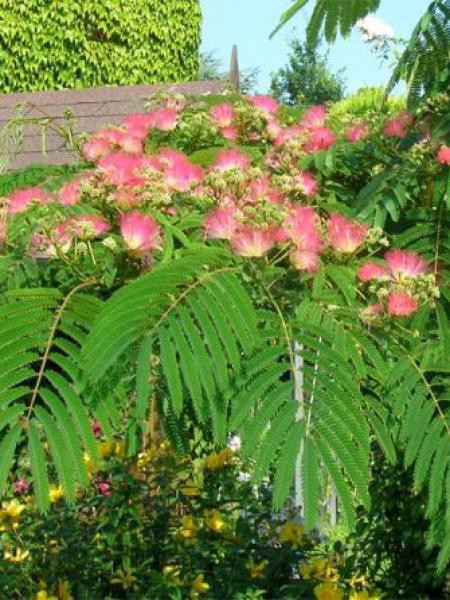 planter un arbre a soie