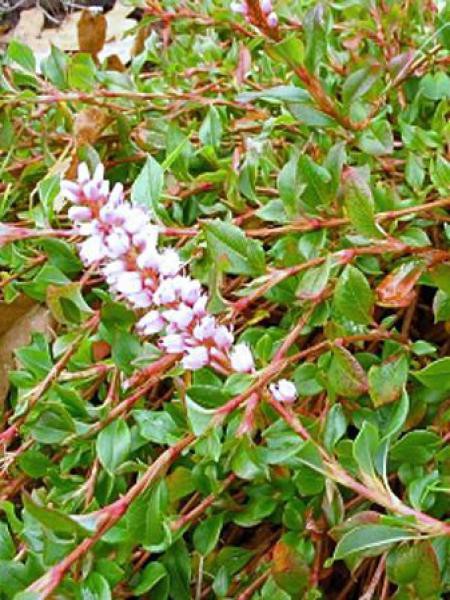 Renouée Rampante Persicaria Vacciniifolia Le Jardin Du Pic Vert