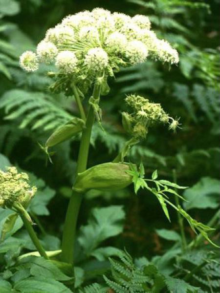 ang-lique-des-bois-angelica-sylvestris-le-jardin-du-pic-vert