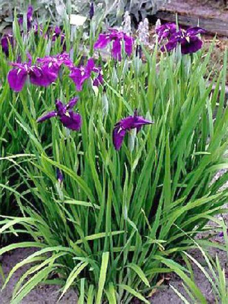 Iris japonais - Iris ensata - Le Jardin du Pic Vert