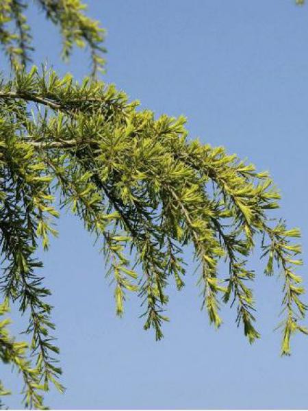 Cèdre De L'Atlas Doré (Cedrus Atlantica Aurea) 30-40 Cm - Plante De Jardin En Plein Air, Cultivée En Allemagne