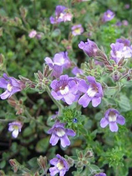 Petite Gueule De Loup Blue Dream Chaenorhinum Origanifolium Le Jardin Du Pic Vert