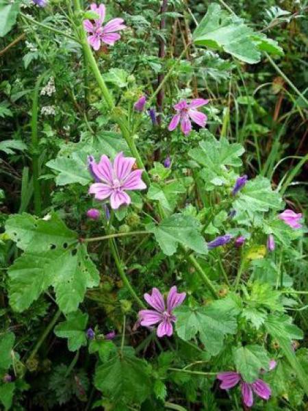 Grande Mauve Malva Sylvestris Le Jardin Du Pic Vert grande-mauve-malva-sylvestris-le-jardin-du-pic-vert
