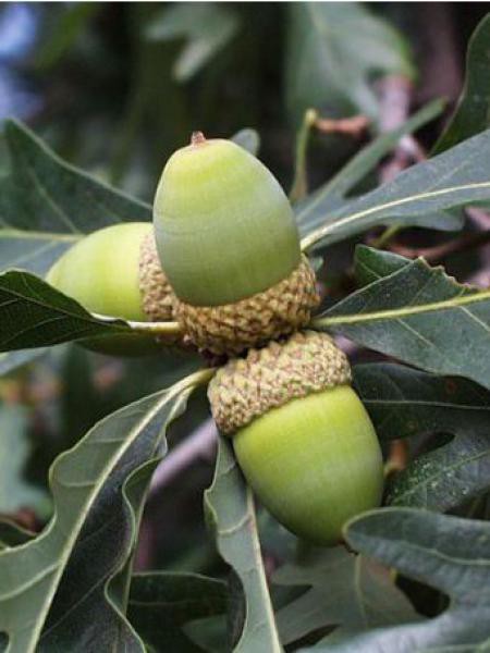 Chêne rouge d'Amérique Quercus rubra Le Jardin du Pic Vert