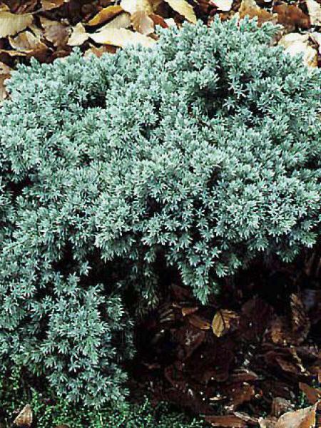 Genevrier Ecailleux Blue Star Juniperus Squamata Le Jardin Du Pic Vert