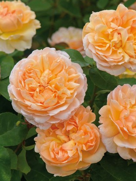 Rosa