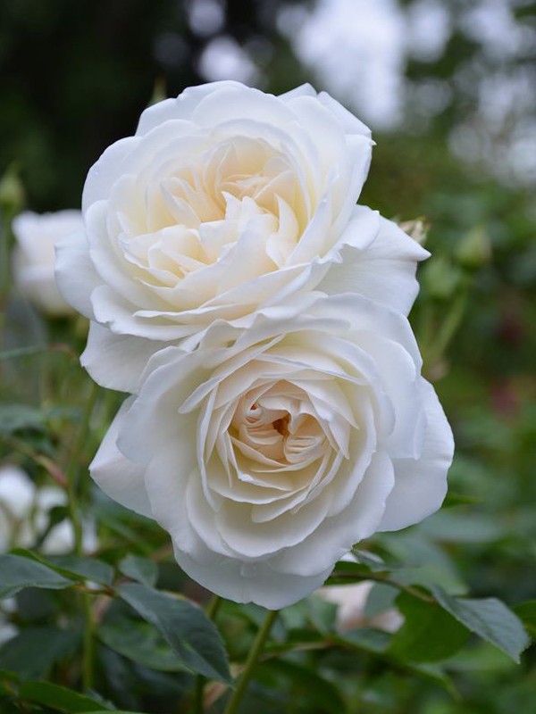 Résultat de recherche d'images pour "rose blanche"