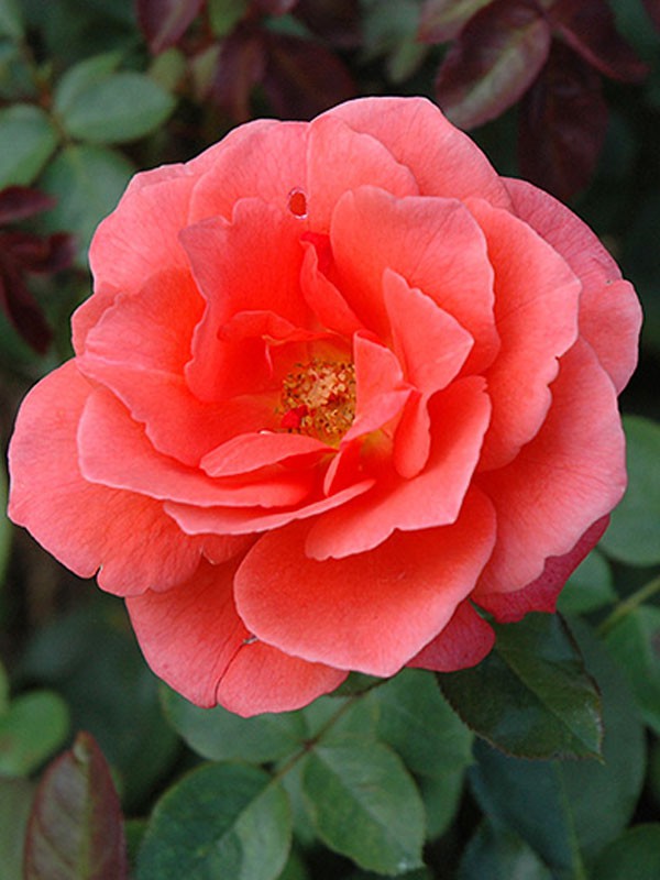 Rosier Thé moderne 'Candelabra® Rosa Thé moderne Le Jardin du Pic Vert