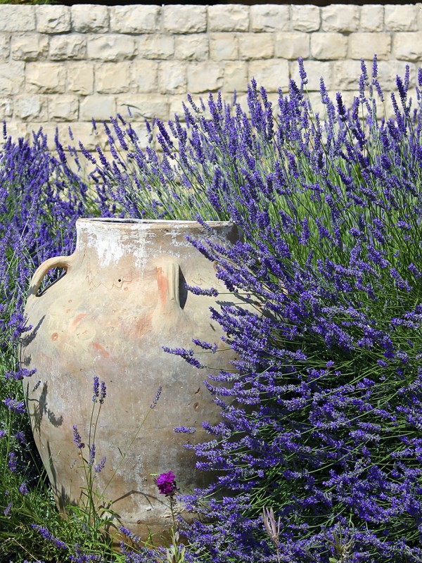 Lavande Provence Bleue Lavandula Angustifolia Le Jardin Du Pic Vert