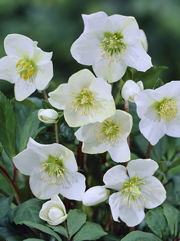 Hellebore Rose De Noël Fleurs Hellébore En Hiver GMBX — free download