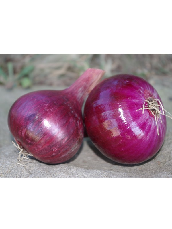 Bulbes D'oignons Rouges Red Karmen - 500g - Plantation Automne/récolte Printemps
