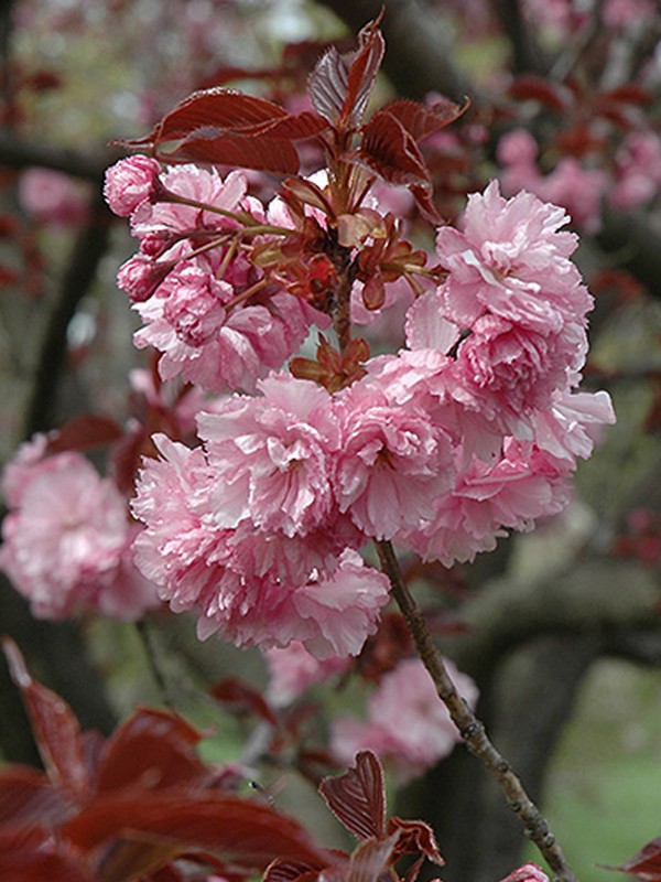 Cerisier Du Japon Royal Burgundy Prunus Serrulata Le Jardin
