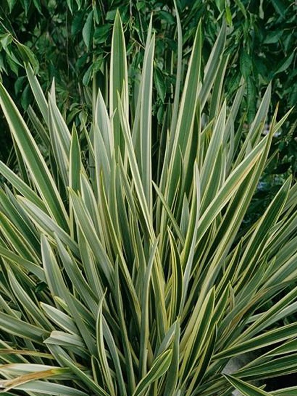 Phormium panaché