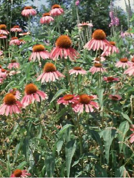Graines De Rudbeckia Pourpre Vivace - 1 G, Fleurs Rustiques, Par Les Graines Bocquet - 12