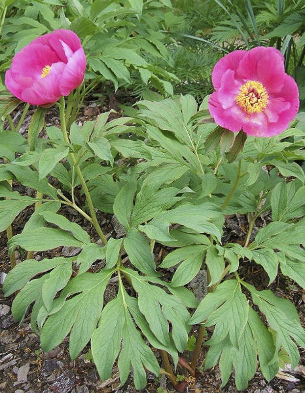 Pivoine officinale 'Mollis ' Paeonia officinalis 'Mollis ' Le