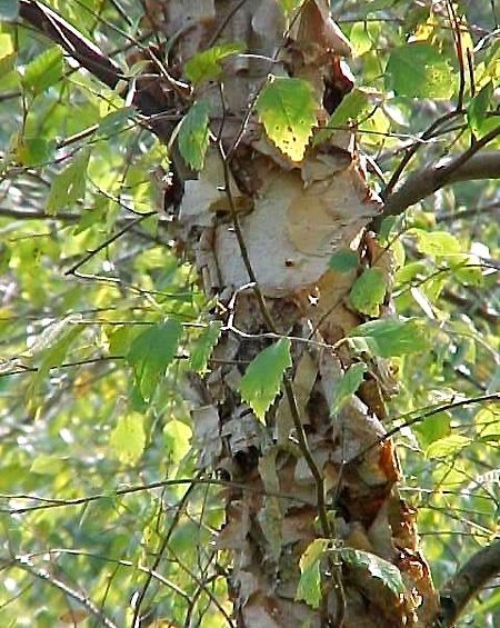 Bouleau noir 'Heritage' Betula nigra 'Heritage' Le Jardin du Pic Vert