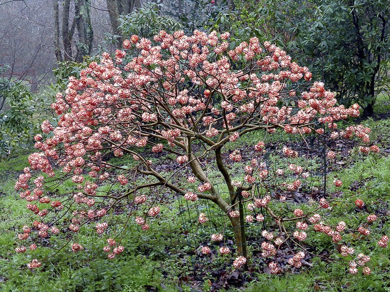 Buisson à papier &lsquo;Red Dragon - Akebono&rsquo; - Edgeworthia chrysantha &lsquo;Red