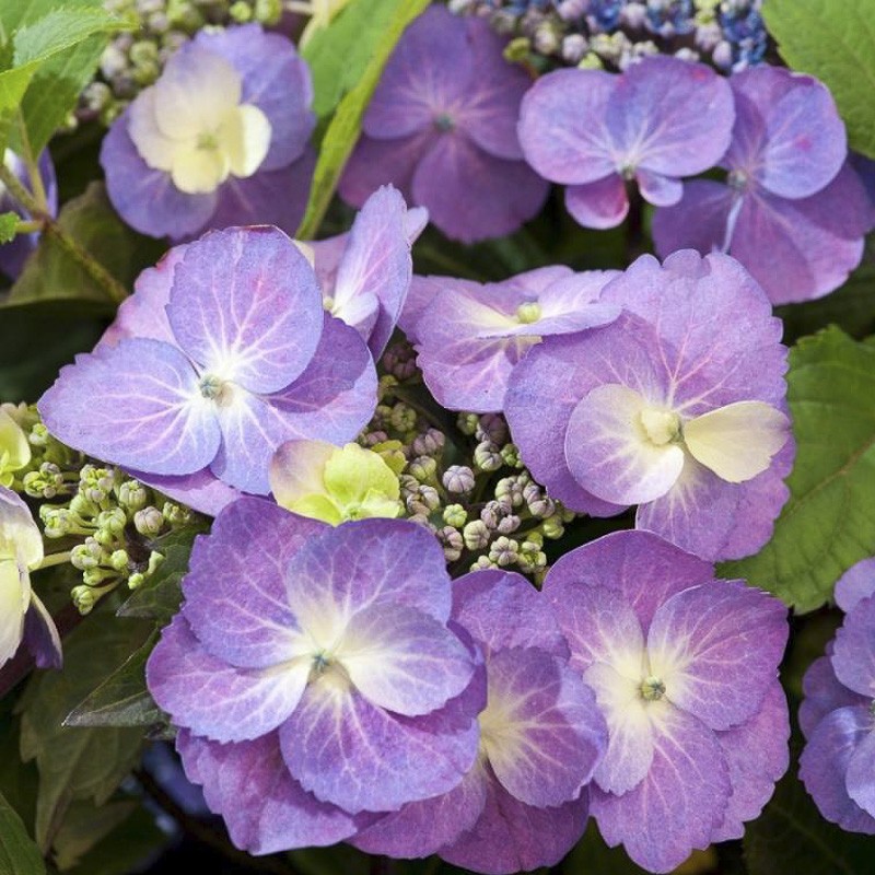 Hortensia 'Blueberry Cheesecake' Hydrangea macrophylla 'Blueberry
