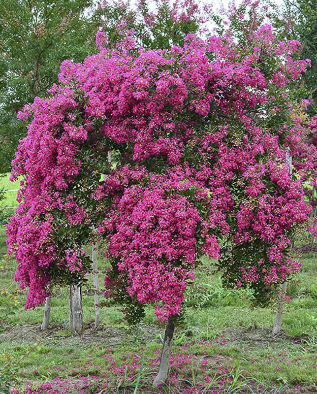 Lilas Des Indes Sur Tige 1m Prix