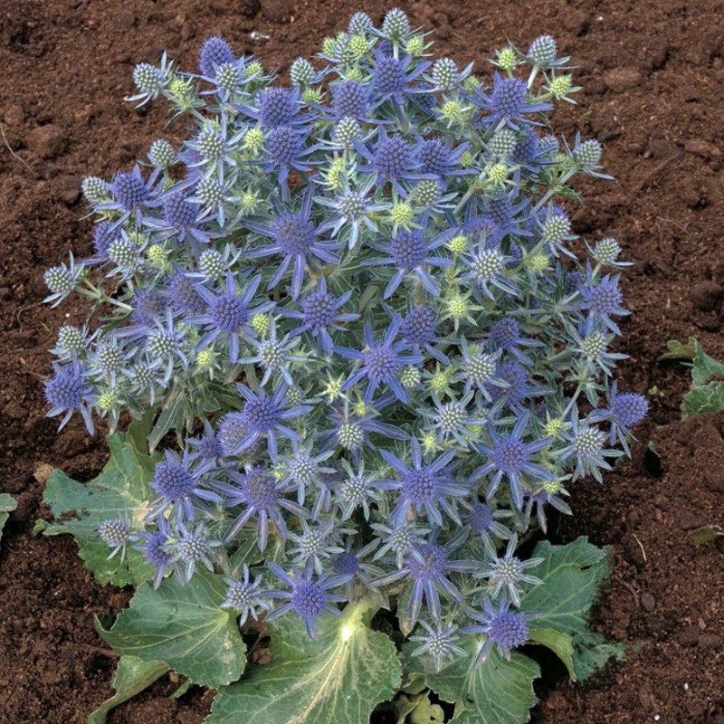 Chardon bleu, Panicaut à feuilles planes 'Blue Hobbit' Eryngium