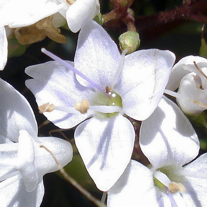 h-b-v-ronique-arbustive-diosmifolia-hebe-diosmifolia-le-jardin-du