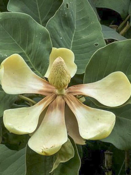 Magnolia delavayi Magnolia delavayi Le Jardin du Pic Vert