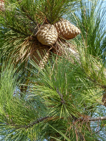 12 Graines De Pin Apache, Pin Royal (Pinus Engelmannii) - Conifère Persistant Résistant à La Chaleur Et à La Sécheresse