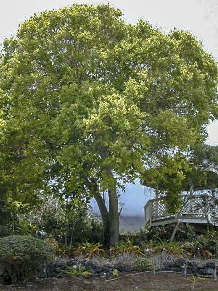 camphrier-cinnamomum-camphora-le-jardin-du-pic-vert