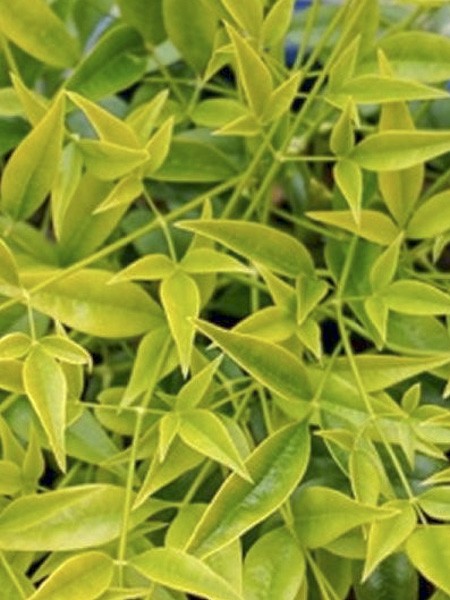 Bambou Sacre Brightlight Nandina Domestica Brightlight Le Jardin Du Pic Vert