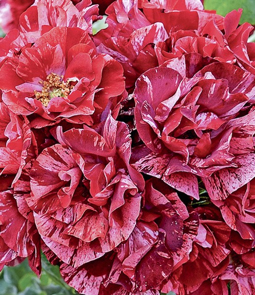 Rosier à fleurs groupées 'La Reine de la Nuit ' Rosa x floribunda 'La Reine de la Nuit ' Le
