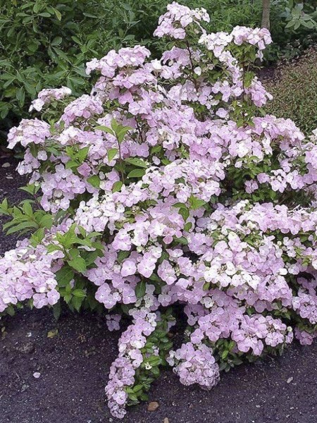 Hortensia French Bolero Hydrangea Macrophylla X Scandens French Bolero Le Jardin Du Pic Vert