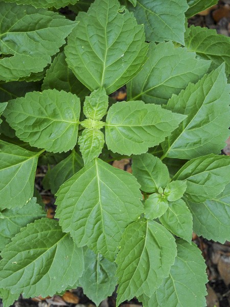 300 Semi Di Patchouli (Pogostemon Cablin), Pianta Aromatica E Medicinale Resistente, Perfetta Per Aiuole E Giardini, Coltivazione Sostenibile In Vaso O In Terra