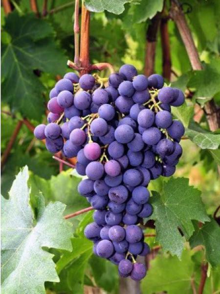 Plants De Raisin Chardonnay - Set De 3 - Vitis Vinifera - Pot 9cm - Hauteur 25-40cm
