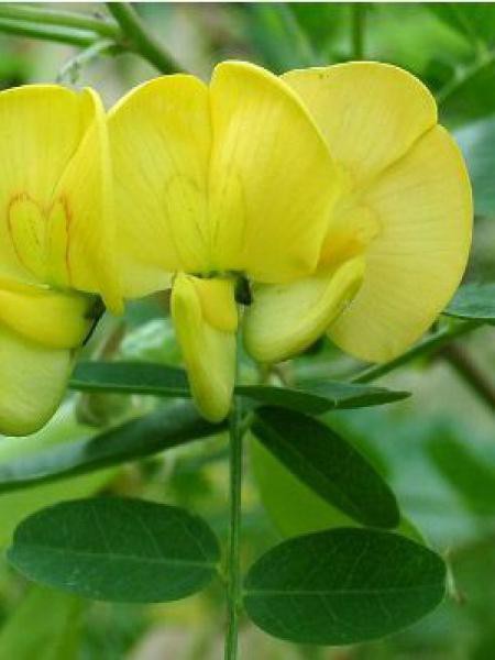 Baguenaudier Colutea arborescens Le Jardin du Pic Vert