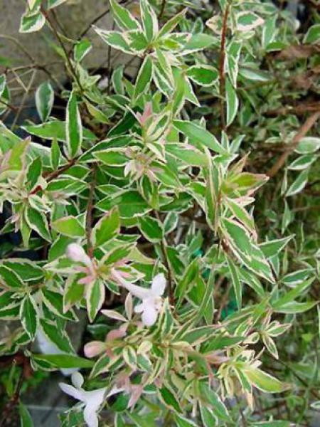 Abelia A Grandes Fleurs Confetti Abelia Grandiflora Le Jardin Du Pic Vert