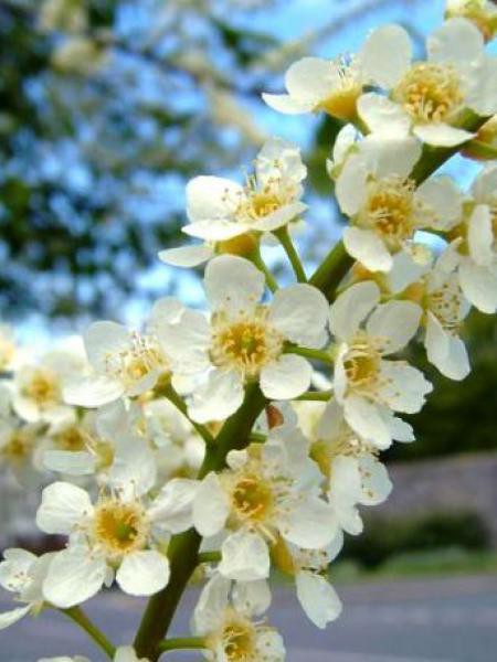 Cerisier à grappes, Bois puant Prunus padus Le Jardin du Pic Vert