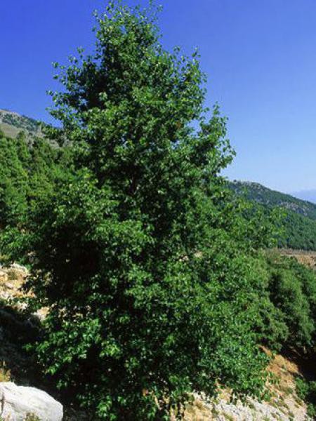 Aulne de Corse - Alnus cordata - Le Jardin du Pic Vert