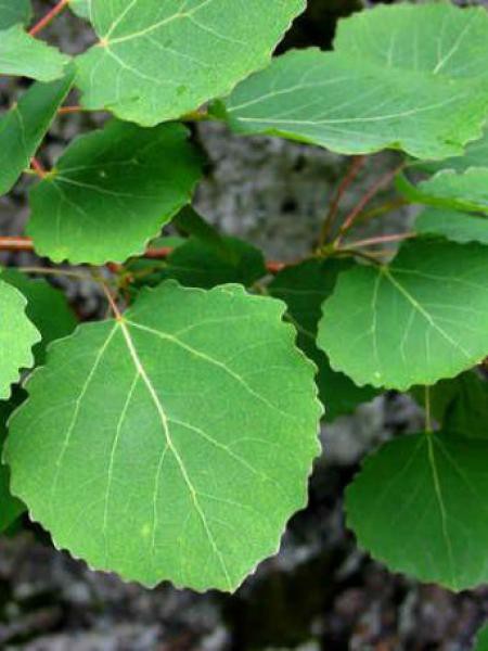 Peuplier tremble - Populus tremula - Le Jardin du Pic Vert