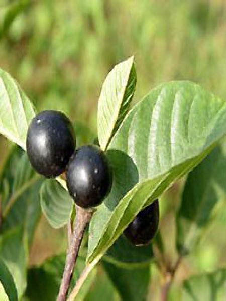 Bourdaine Rhamnus frangula Le Jardin du Pic Vert