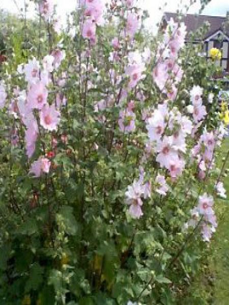 Lavatère barnsley Lavatère barnsley