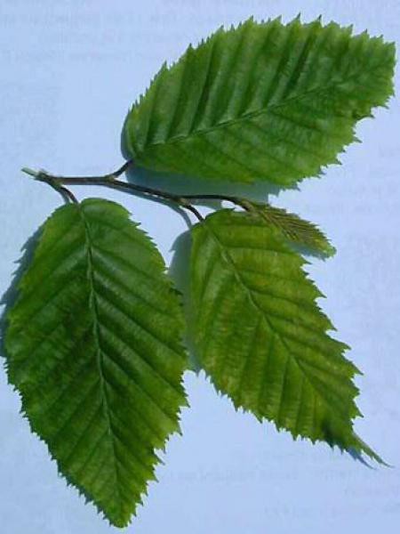 Vente Charme - Carpinus Betulus En Racines Nues