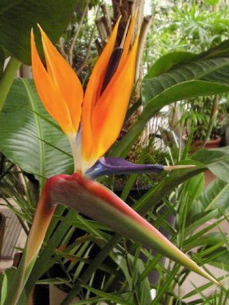 Oiseau De Paradis Strelitzia Reginae Le Jardin Du Pic Vert